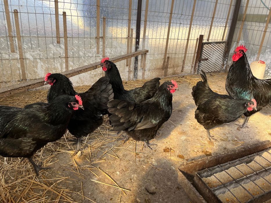 Ouă incubat australorp negru