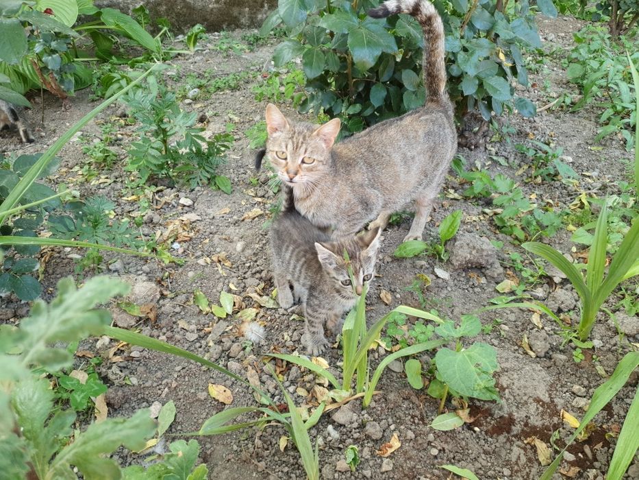 Pisici, pisicute adoptie