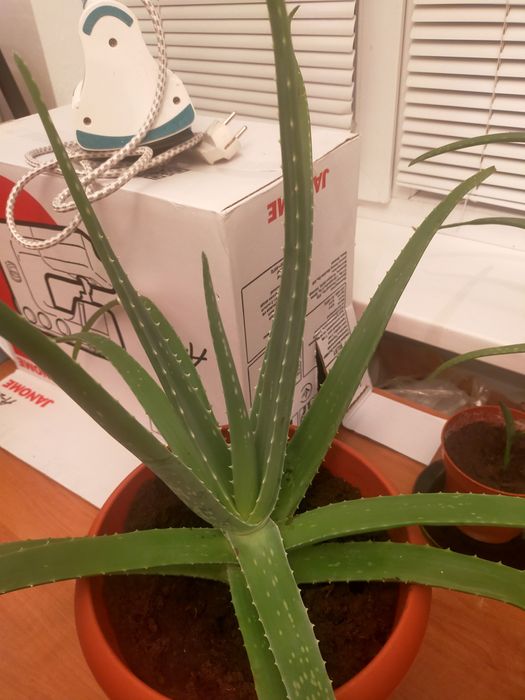 Алоэ вера лечебный