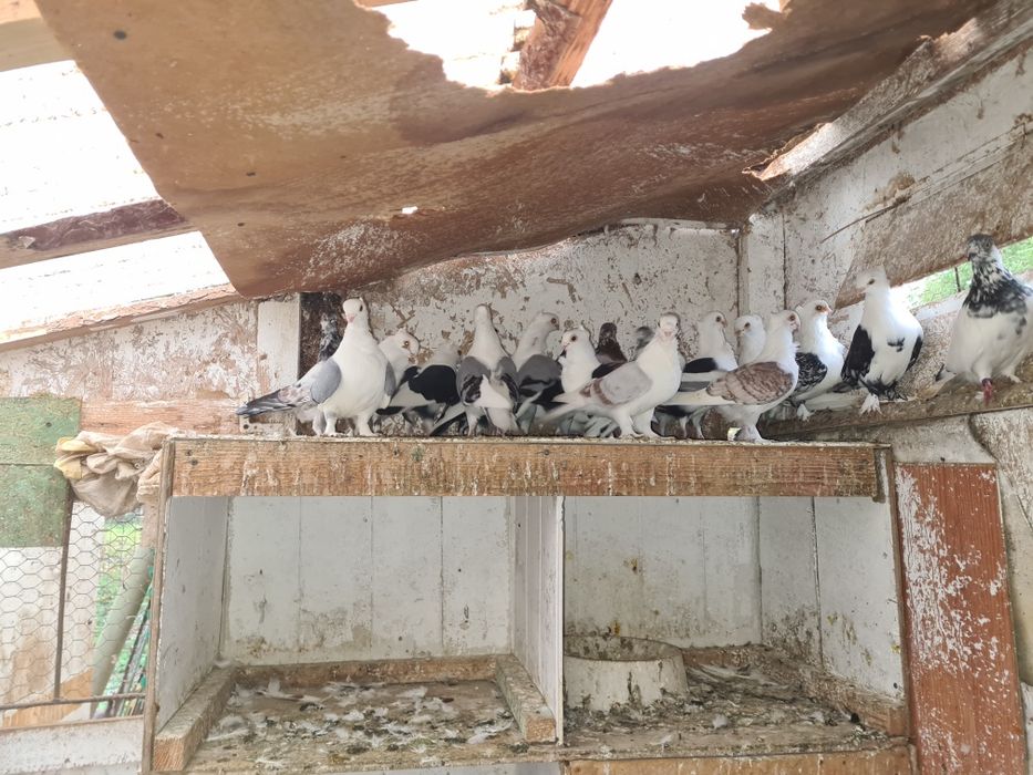 Fazani și porumbei