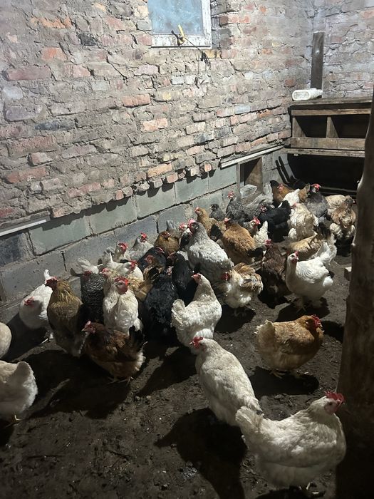 Продам кур домашних