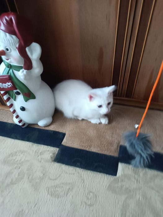 Отдам кошечку в добрые руки