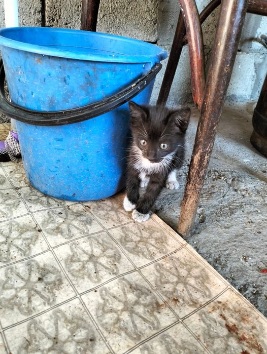 Отдам котят в хорошие руки