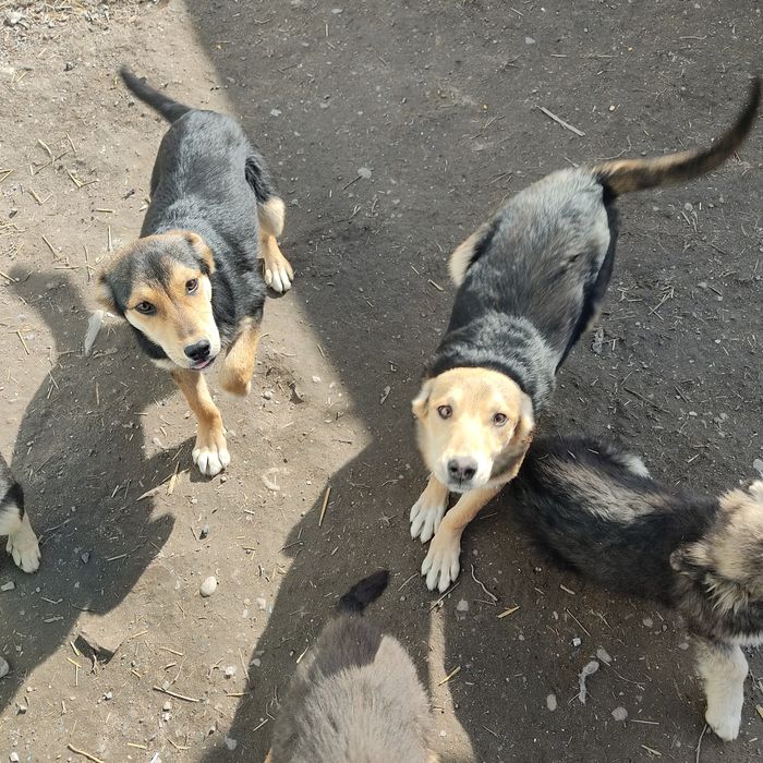 Щенки бесплатно в добрые руки