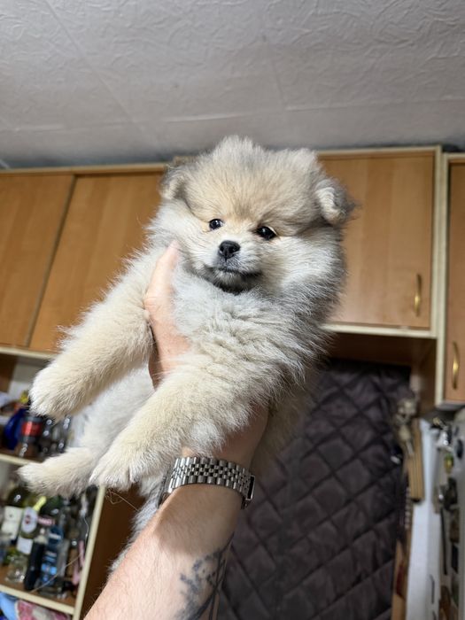 Продам щенков Шпица