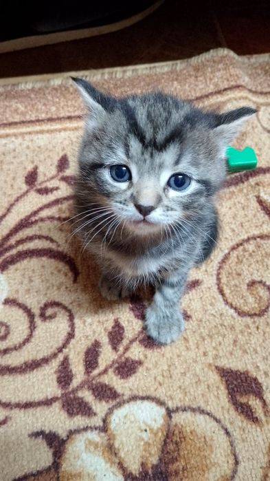 Отдам кота бесплатно