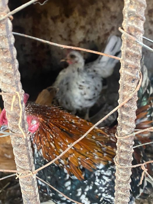 Продам карликовых курей