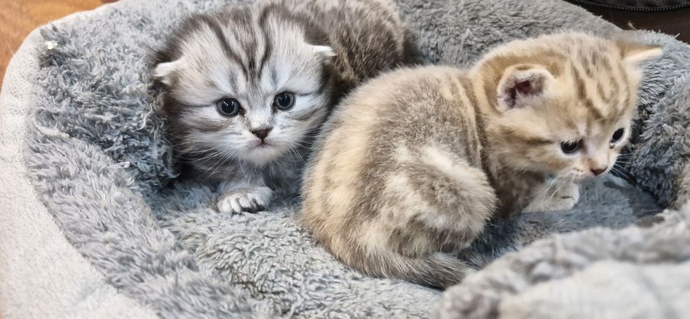 Шотландский котенок