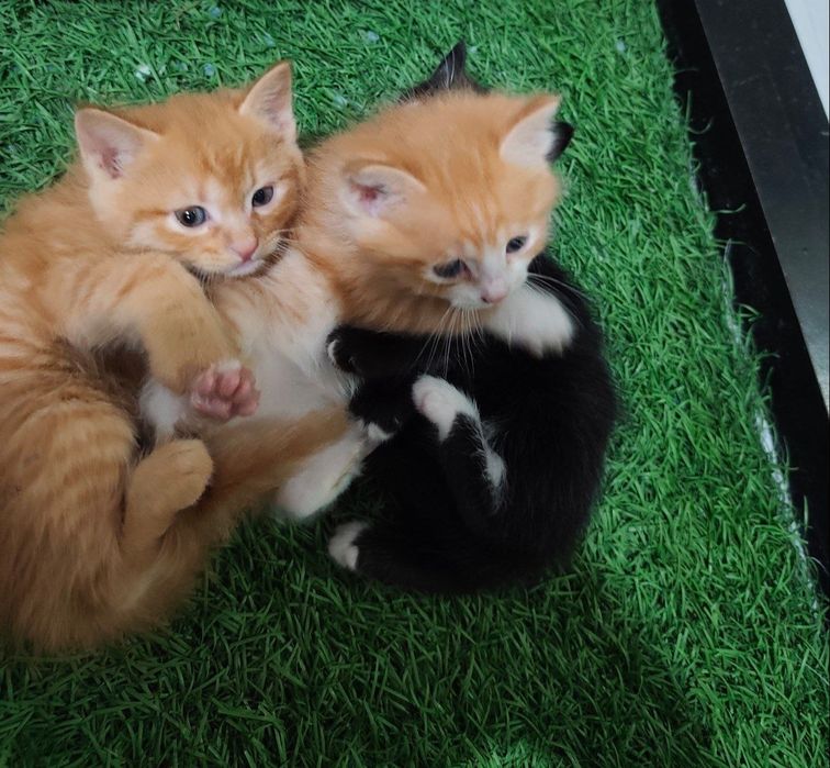 Барчаси берилади 2 oylik