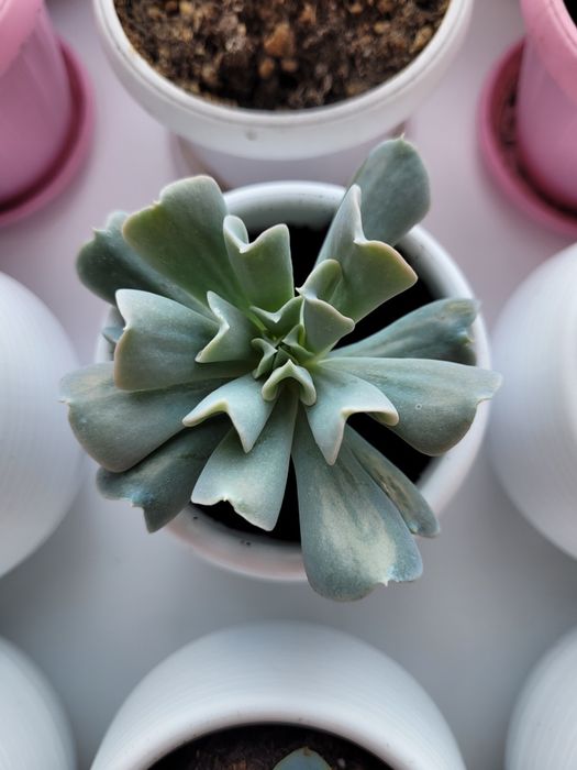 Продам комнатные растения