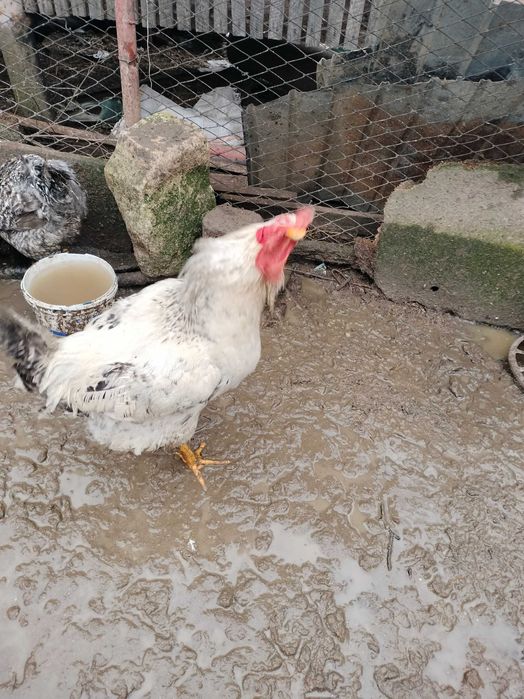 Cocoși de țară preț 70 leo