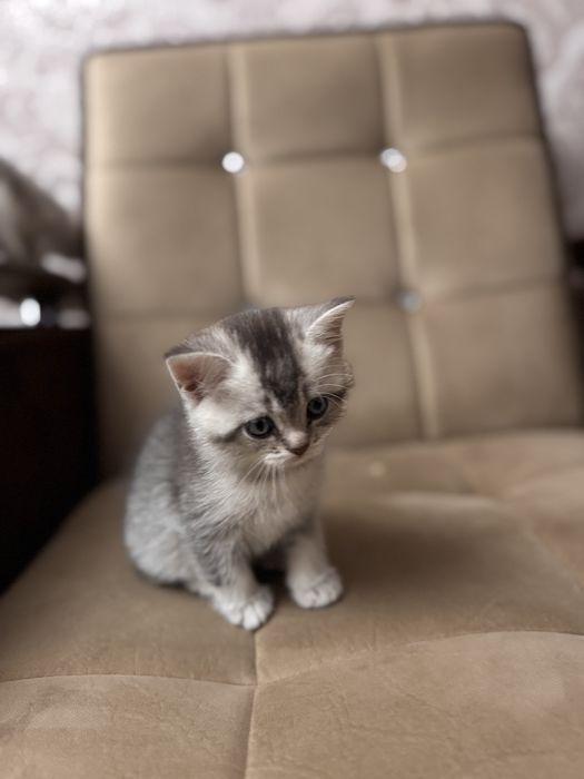 Продается срочно серебристая шиншила