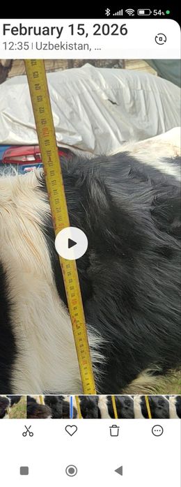 G'unajin sotiladi yoshi 1 yarim da Bo'yi 115 sm