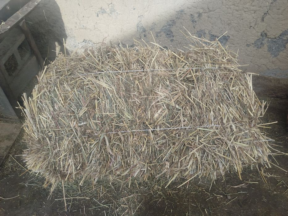 Суданка шоп сатылады