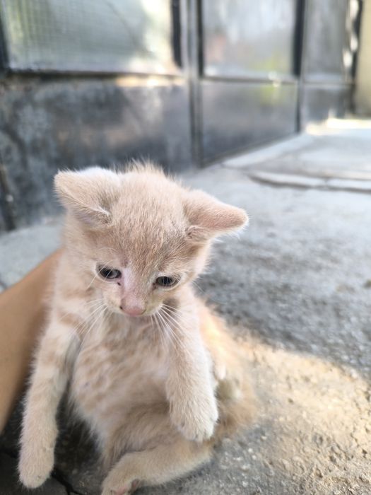 Подарявам котенце