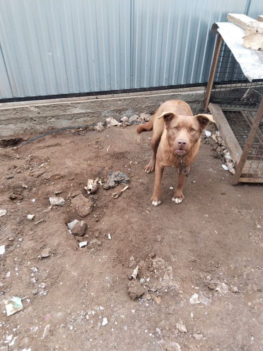 Лабрадор продам