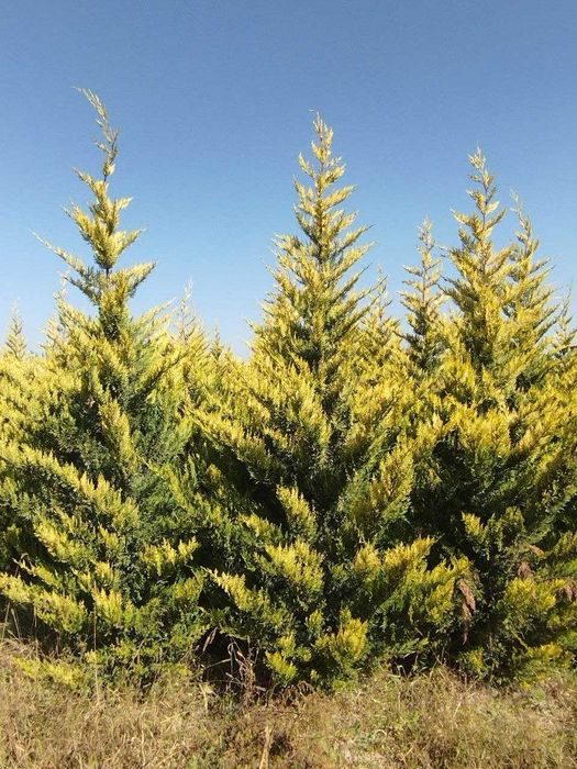 АРЧА (Arizonica cypress) (Gold Rider) (THuja Smaragd)