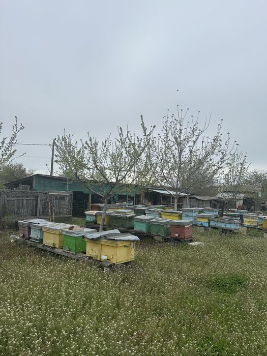 Familii albine 4-5 rame puiet