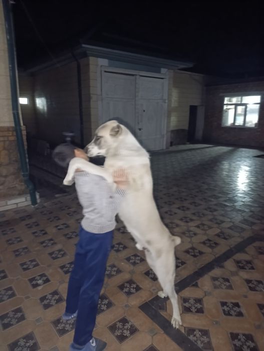 Собака Алабай Туркмения