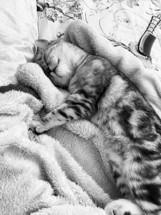 Мысык………………………..