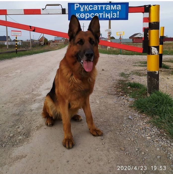 Продам щенков немецкой овчарки