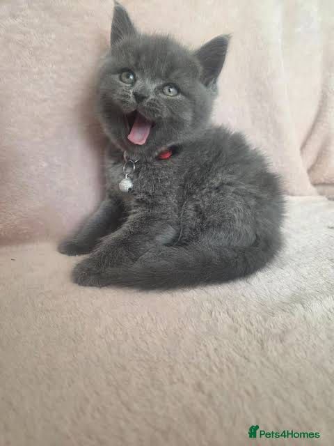 Страйт  котята 1,5месяц . Приучены.