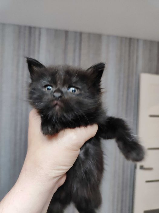 Отдам котика 1.5 мес