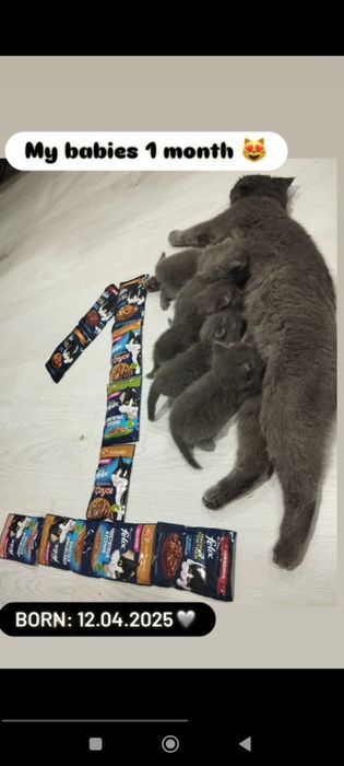 Fold va strayt mushuklar