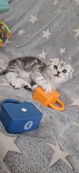 Вислоухие котята скоттиш фолд