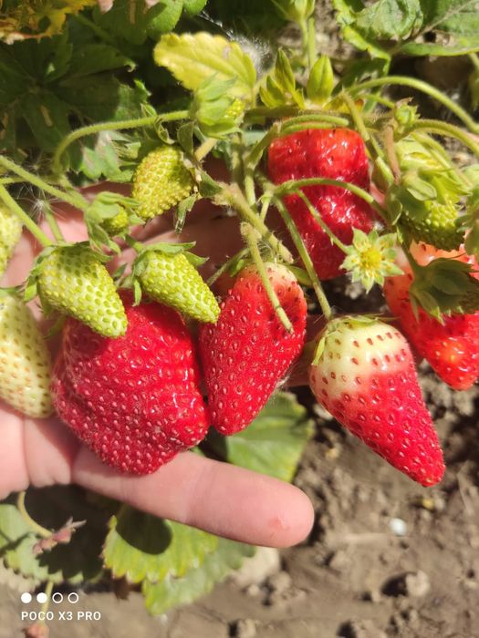 Саженцы клубники