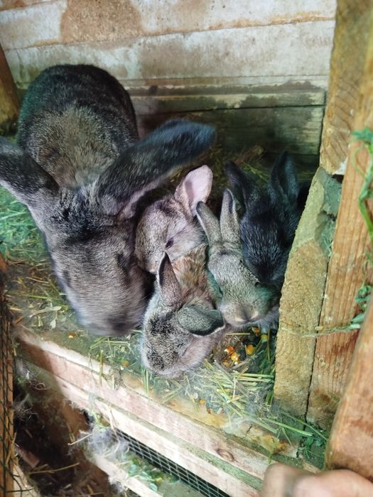 Iepurași de vânzare