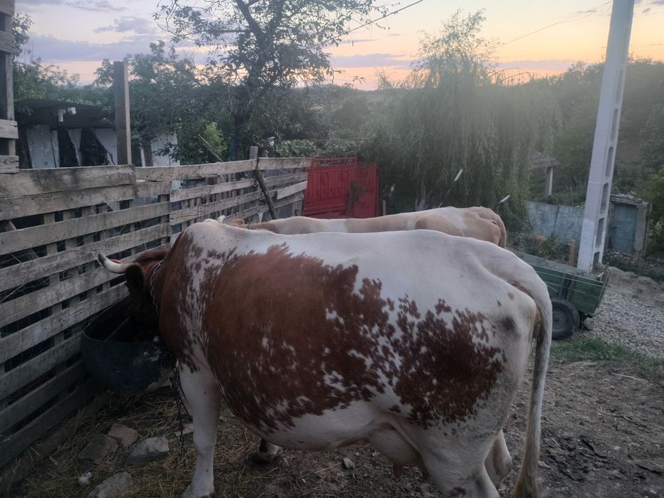 Vaca cea roșie este cu lapte,galbenă cu vițel
