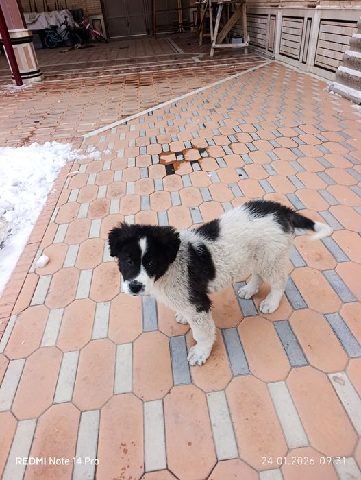 Chupon kuchuk 1.5 oylik erkak