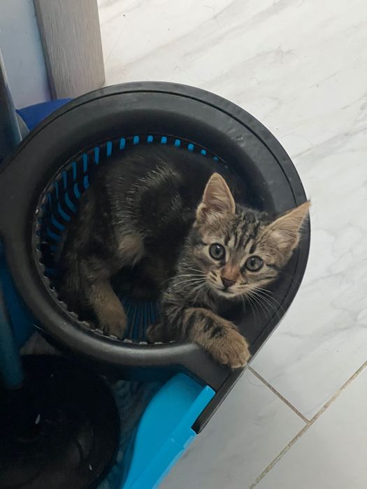 котенце търси дом