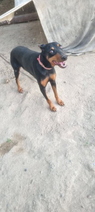 Doberman urgʻochi 1yosh