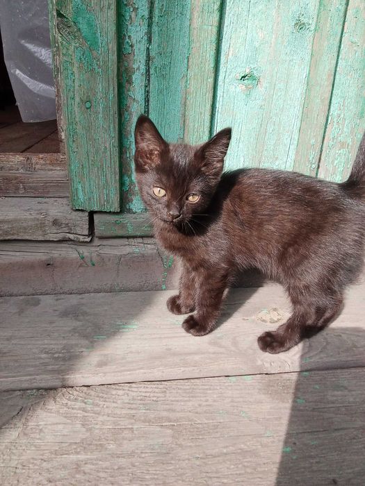 Отдам прекрасных котят