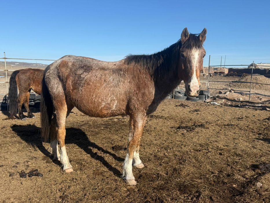 1 бие буаз,  1 бие құлынды