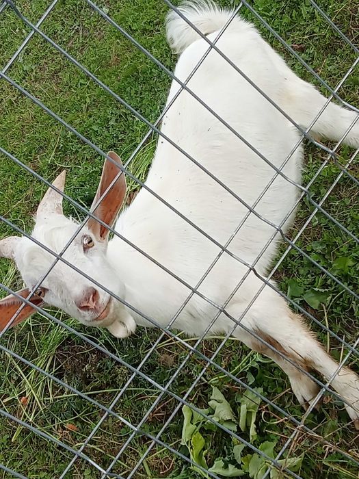 Vând pereche ied și iedita Saanen din primăvară – rasă de lapte