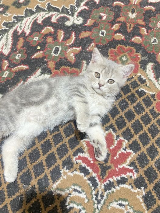 Zotor mushuk shelshela ikkalasi ham qiz bola zur mushuklar zeriktrmayd