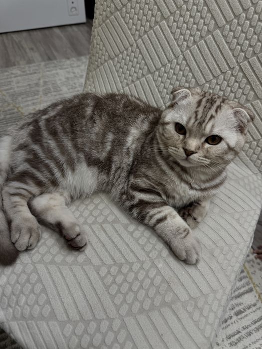 Продам Кота 6 месяцев