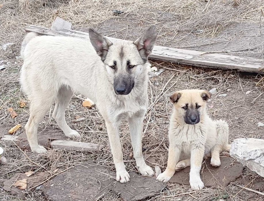 Сторожевые собаки