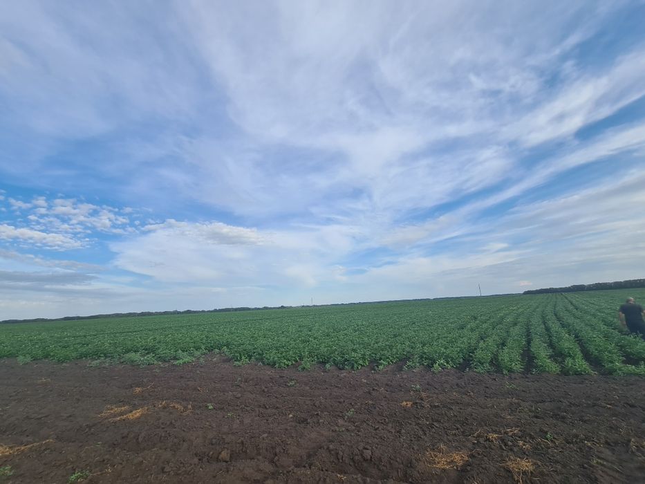 Картофель семенной