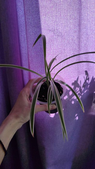 Продам хлорофитум лаксум