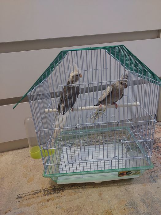 Корелы безщекие пара