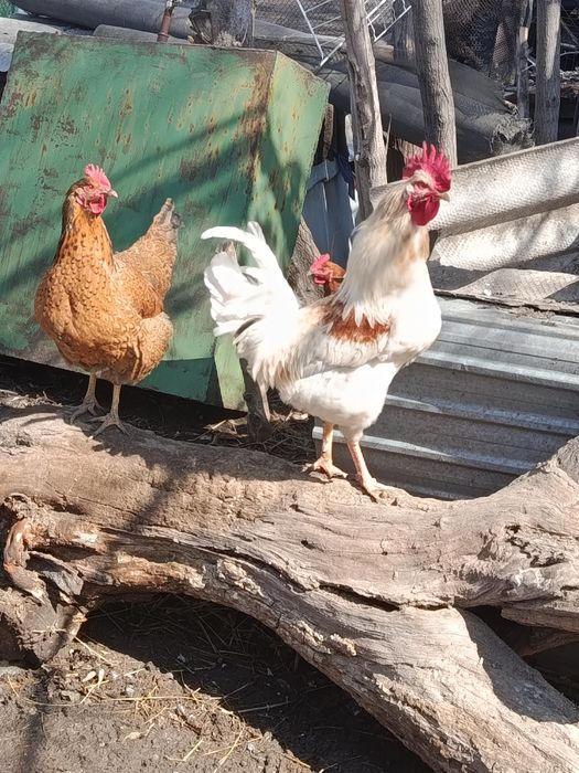 Продам молодых петухов