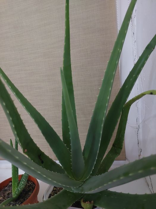 Продам трехлетний алое вера