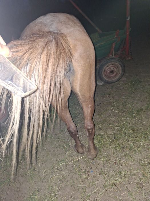 Vând iapa bună de ham