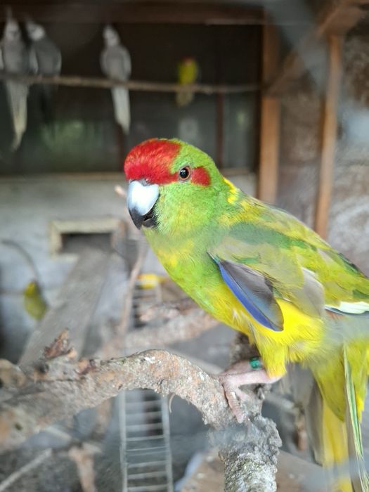 Свободни папагали