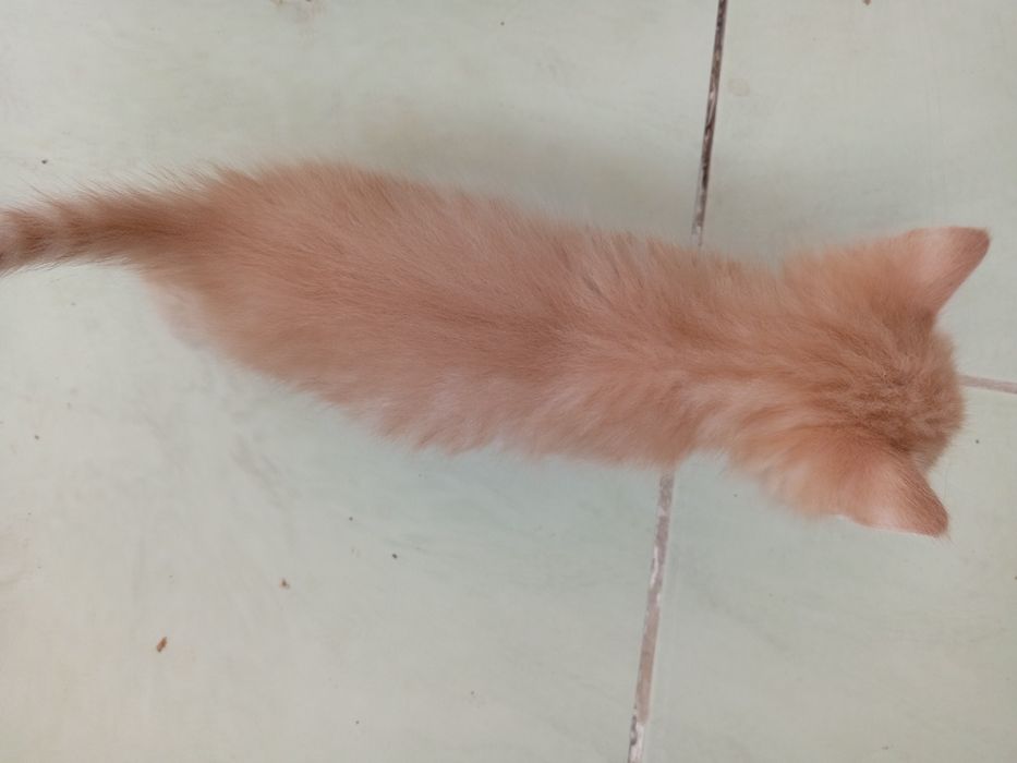 Сары мысыктар 1 айлык 3 еу