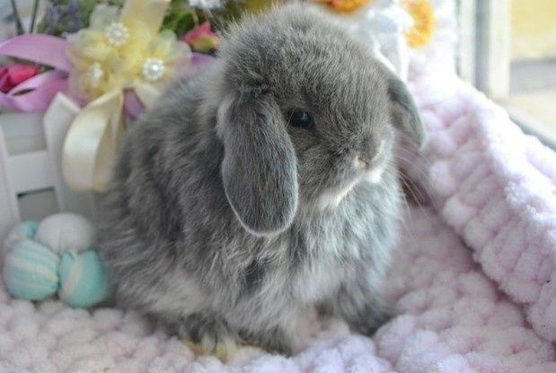 Карликовые кролики